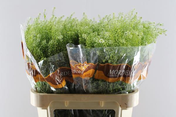 <h4>Thlaspi Green Bell L80/40g</h4>