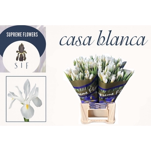 IRIS CASABLANCA