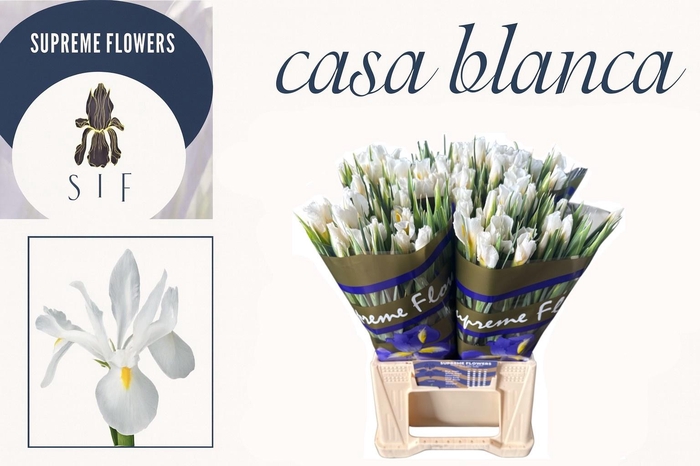 <h4>IRIS CASABLANCA</h4>