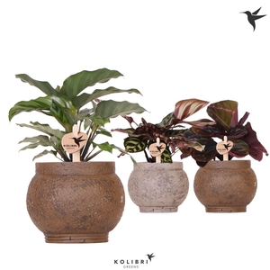 Kolibri Greens Calathea mix in Ancient pot brown mix