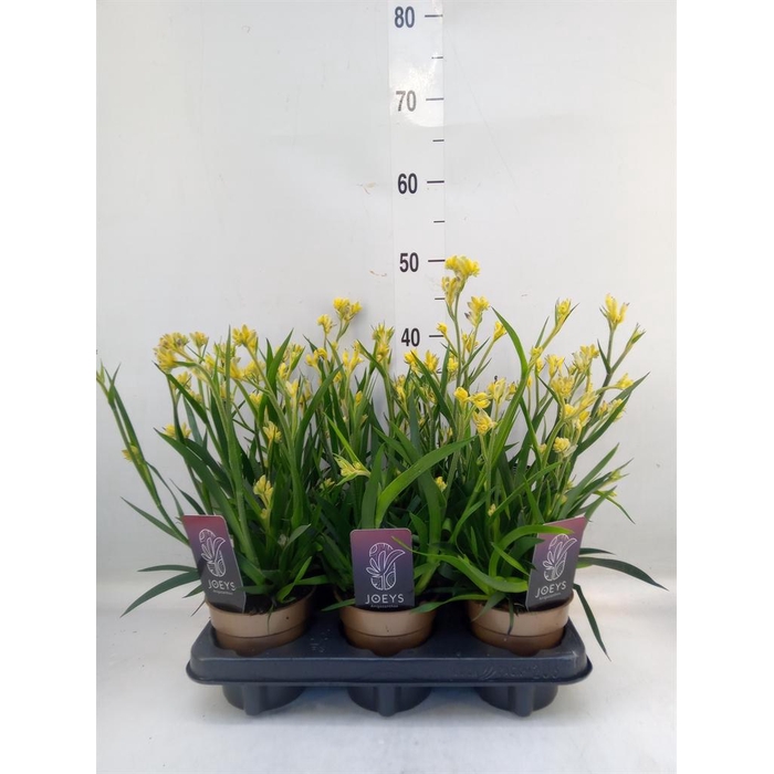 <h4>Anigozanthos   ...</h4>