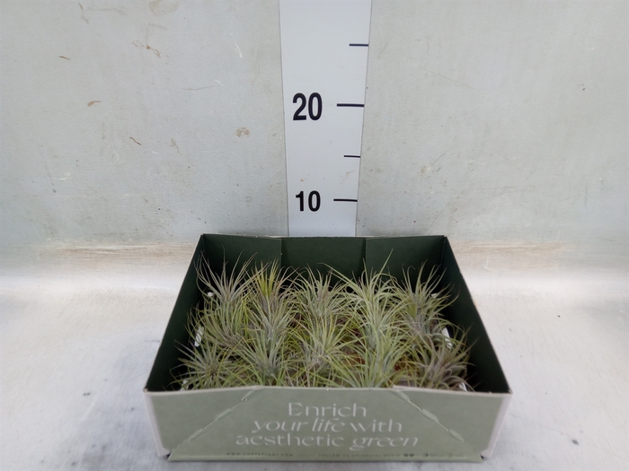 <h4>Tillandsia</h4>