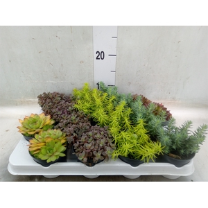 Sedum   ...