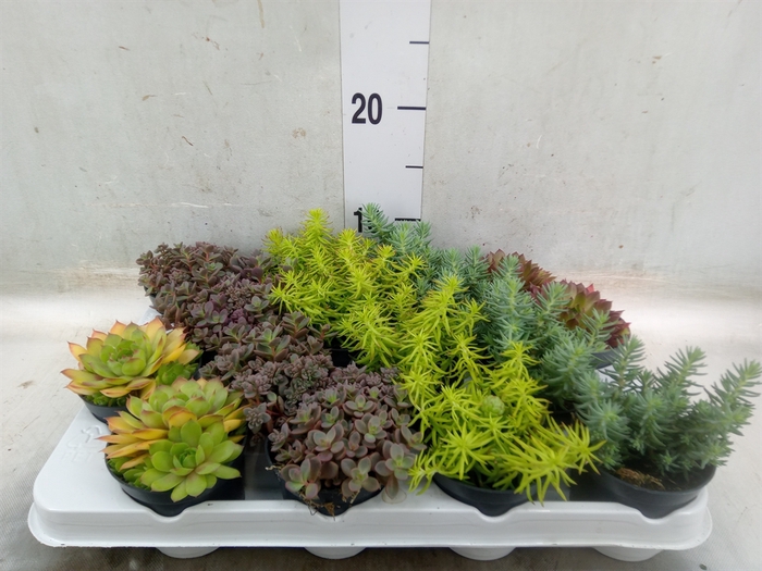 <h4>Sedum   ...</h4>
