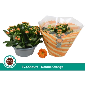 Kalanchoë Double Orange in SV.COloursleeve