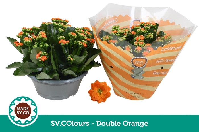 <h4>Kalanchoë Double Orange in SV.COloursleeve</h4>