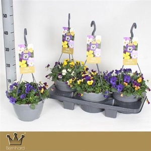 Vio Co Em Gem Hangpotten