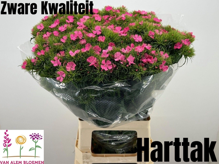 <h4>DI BARB S WILL PINK</h4>