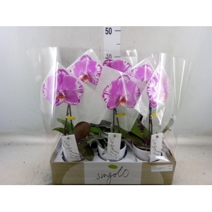 Phalaenopsis   ...
