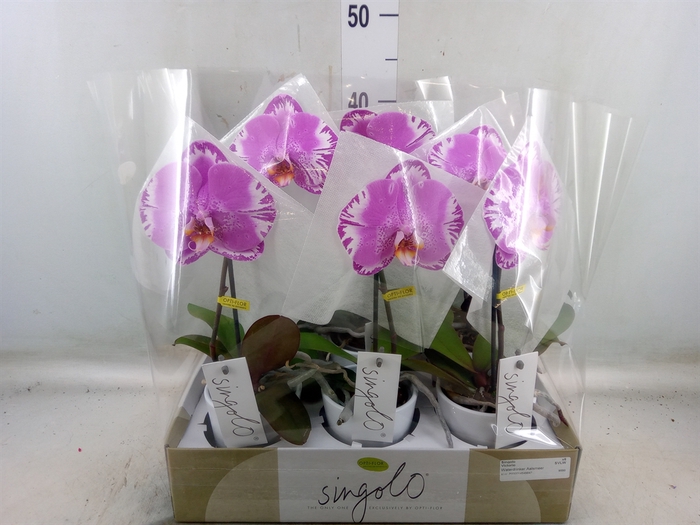<h4>Phalaenopsis   ...</h4>