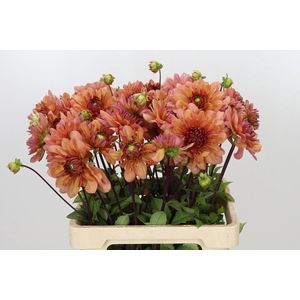 Dahlia Chateau