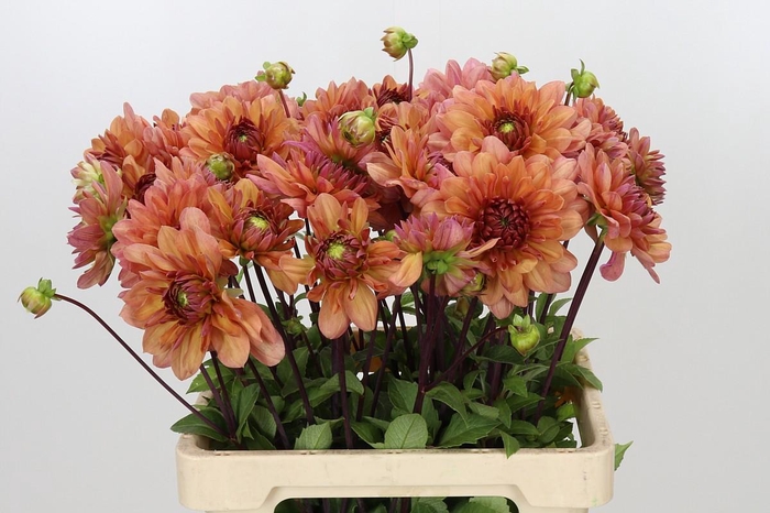 <h4>Dahlia Chateau</h4>