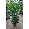 Ficus lyrata