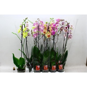 PHAL GEM