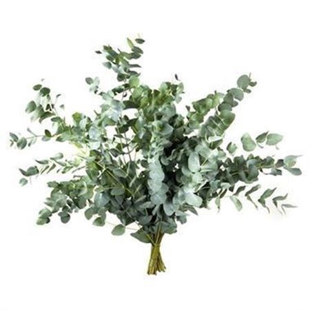 <h4>Eucalyptus Cinerea Jumbo 1kg</h4>