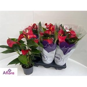 ANTHU AN BAMBINO RED