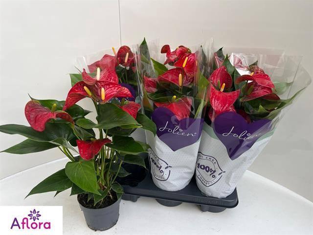 <h4>ANTHU AN BAMBINO RED</h4>