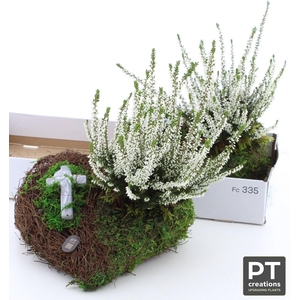 ARR TUINPLANTEN