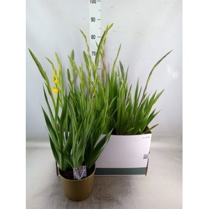 Gladiolus KL 'Glamini'