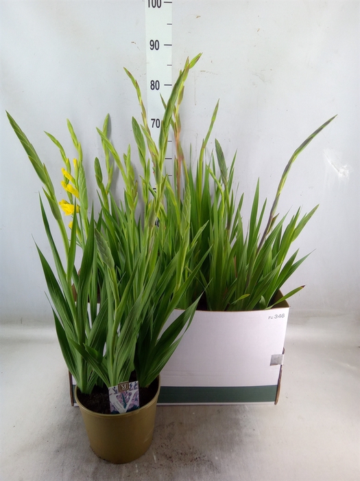 <h4>Gladiolus KL 'Glamini'</h4>