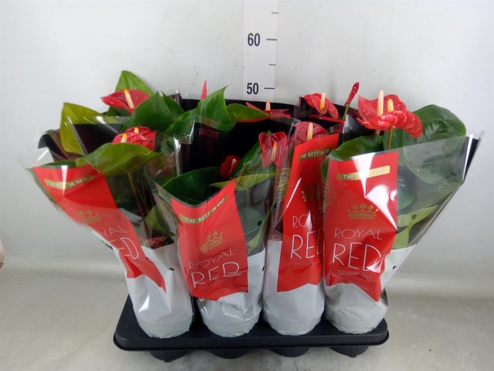<h4>Anthurium andr. 'Madural'</h4>