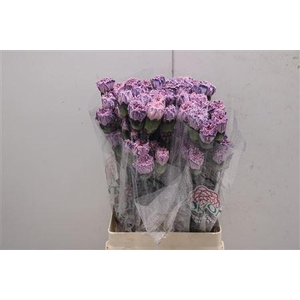 Di St Tinted Rosa