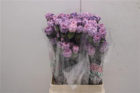 <h4>Di St Tinted Rosa</h4>