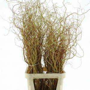 Salix Golden Curls