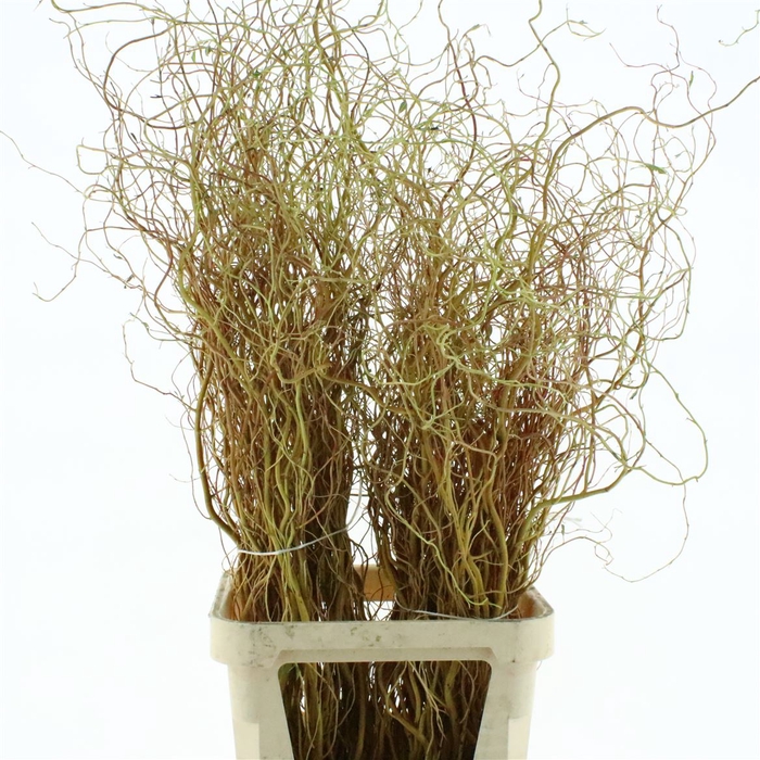 <h4>Salix Golden Curls</h4>