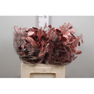 Euc Populus Berry V Red Metallic