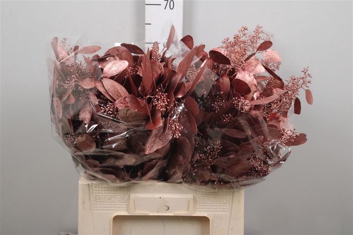 <h4>Euc Populus Berry V Red Metallic</h4>