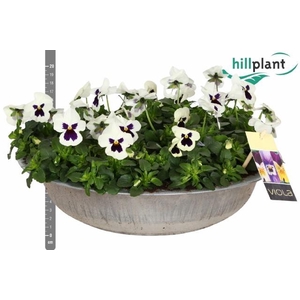 VIO CO EM WHI BLOTCH