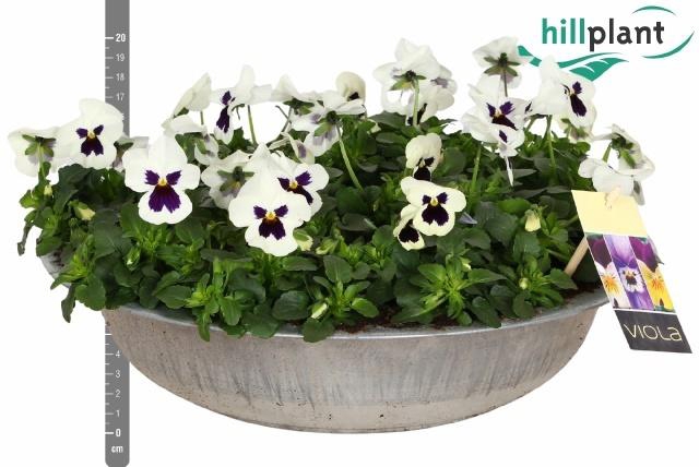 <h4>VIO CO EM WHI BLOTCH</h4>