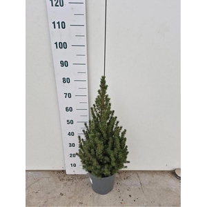 PICEA GL CONICA