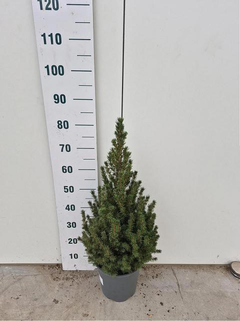 <h4>PICEA GL CONICA</h4>