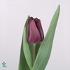 TU EN PURPLE LADY