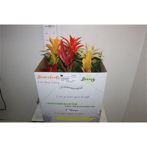 Bromelia Gem 6 Srt