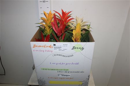 <h4>Bromelia Gem 6 Srt</h4>