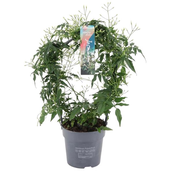<h4>Jasminum boog 200 knop p12 (Jasmijn)</h4>