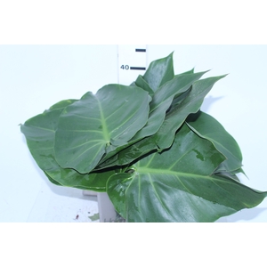 FOLH PHILODENDRON