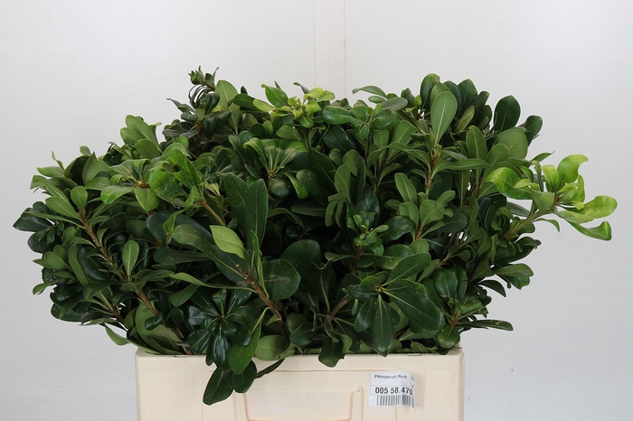 Pittosporum Nurit