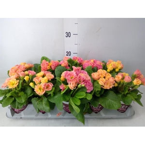 Primula ac. 'Dbl Rubens'  ...mix