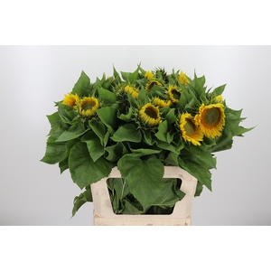 Helianthus Summer Breeze