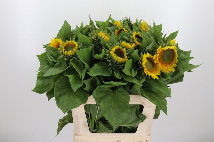 <h4>Helianthus Summer Breeze</h4>