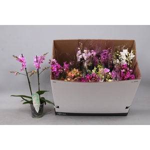 PHAL MF GEM 8 KL