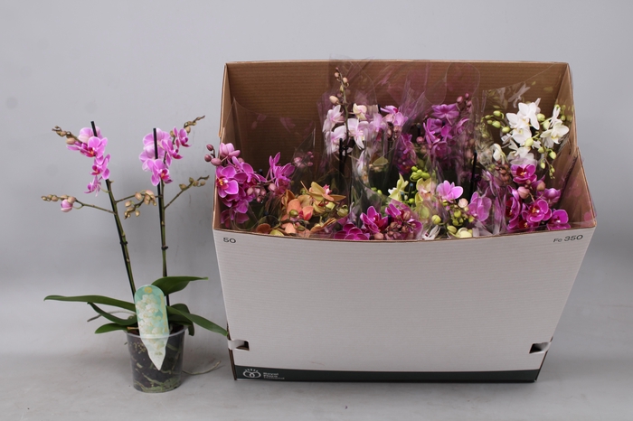 <h4>PHAL MF GEM 8 KL</h4>