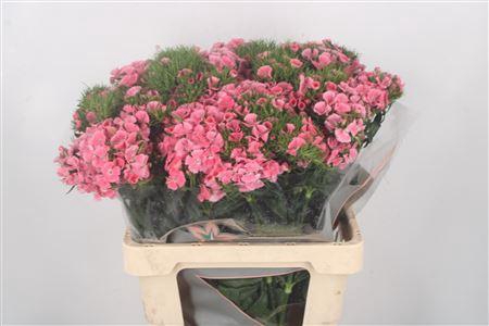 <h4>Di Barb Breanthus Earl Pale Pink</h4>