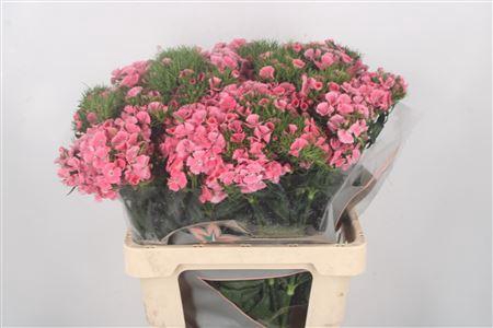 <h4>Di Barb Breanthus Earl Pale Pink</h4>