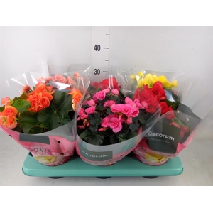 Begonia elat. DU   ...mix