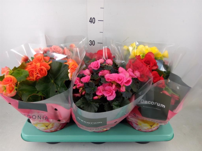 <h4>Begonia elat. DU ...mix</h4>